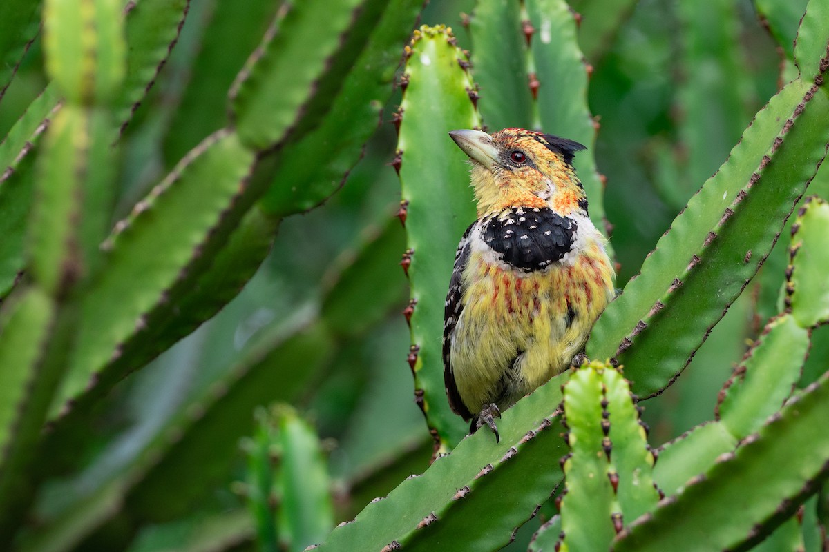 Crested Barbet - Phil Chaon