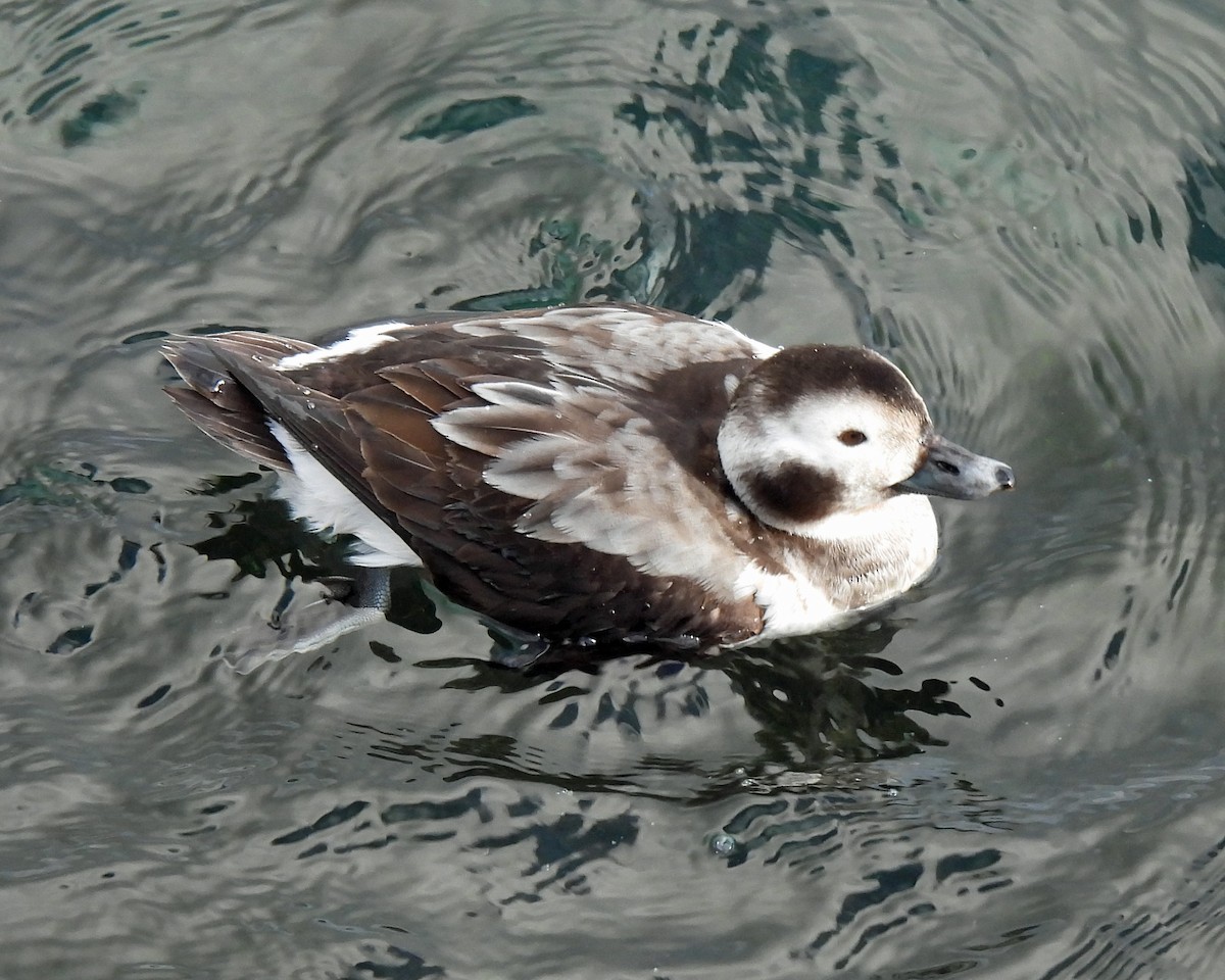 Long-tailed Duck - ML529187261