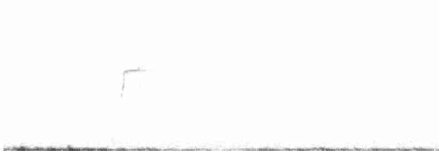 Корпуана білогорла - ML529188501