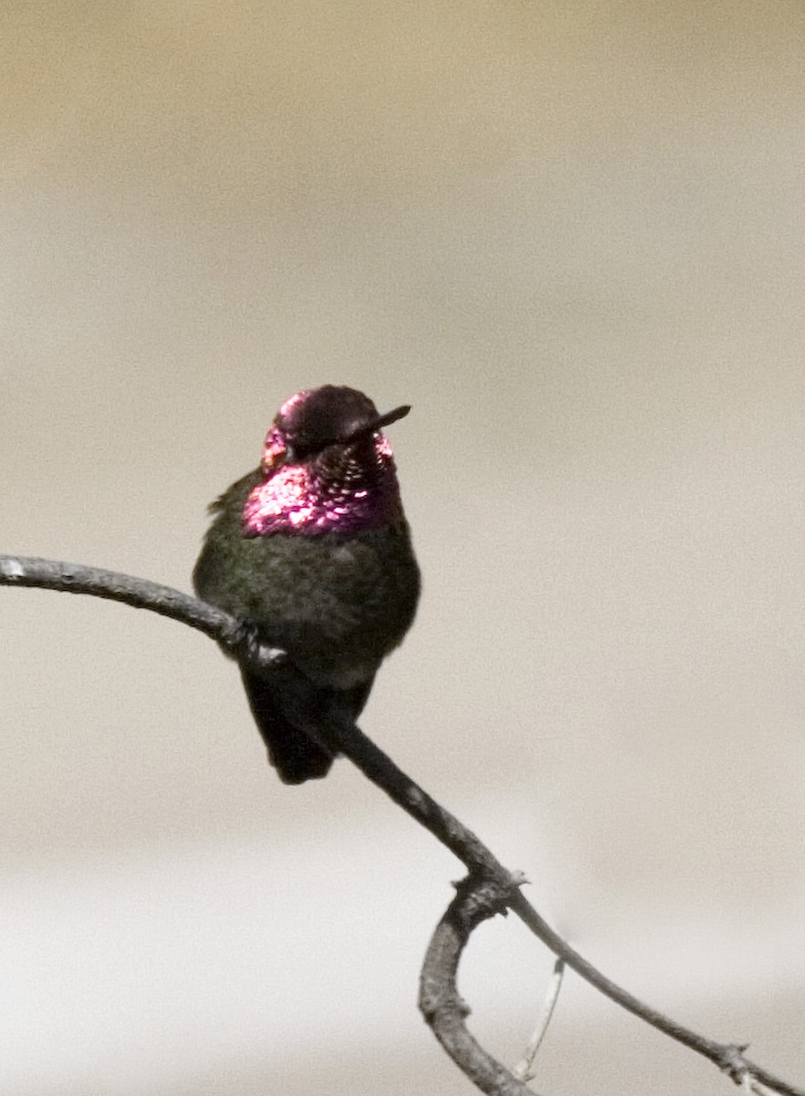 Anna's Hummingbird - ML529190811