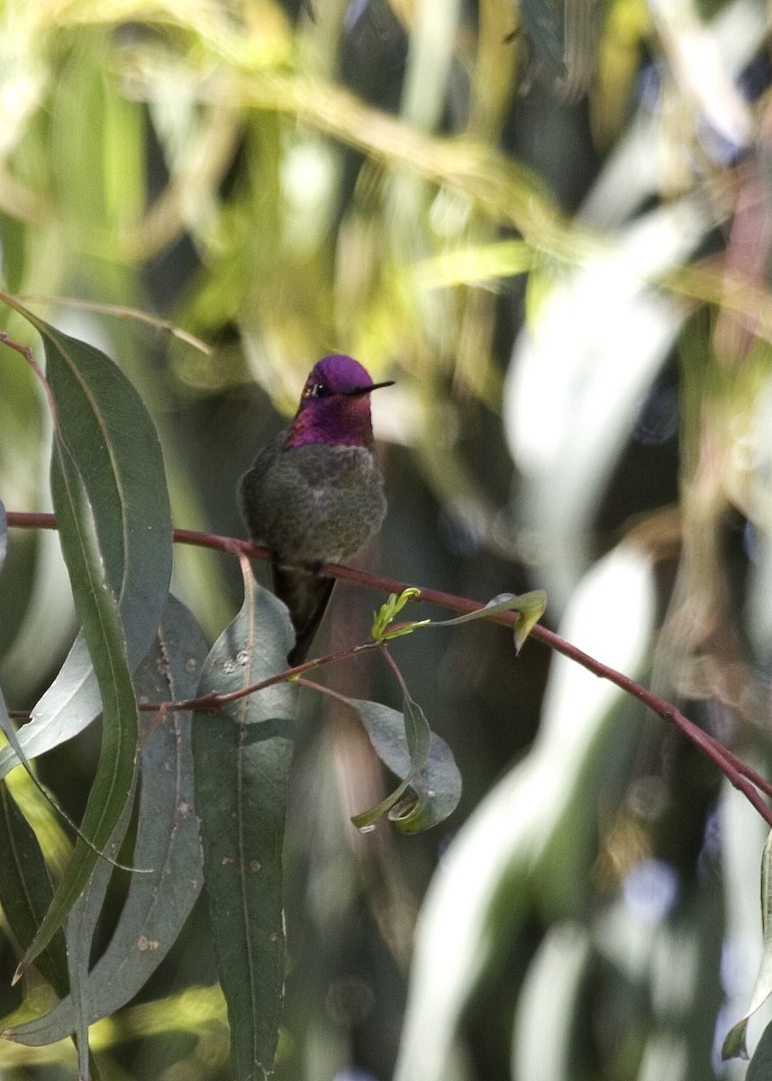 Anna's Hummingbird - ML529190821