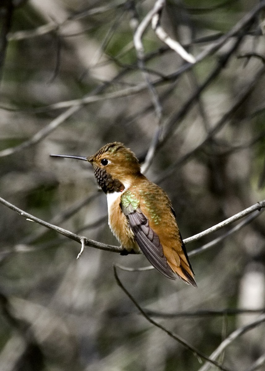 Rufous Hummingbird - ML529190951