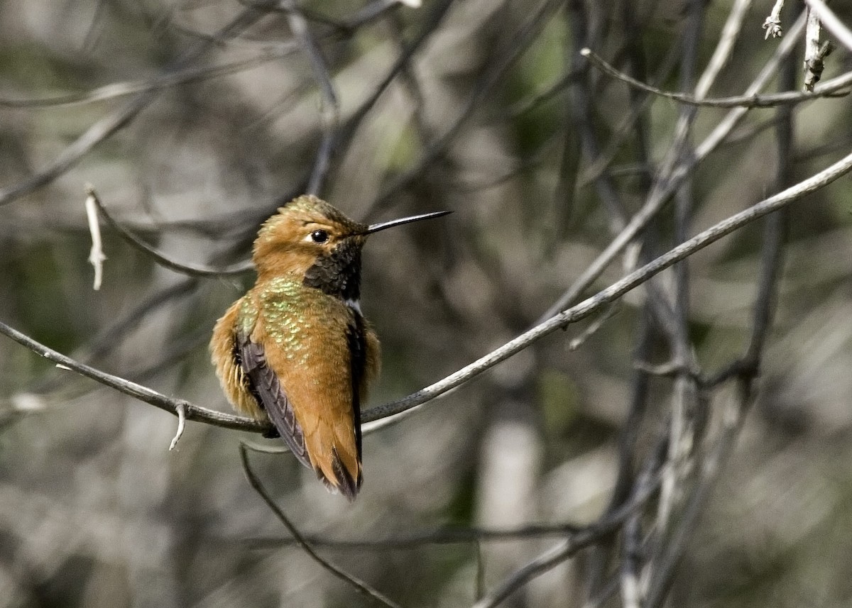 Rufous Hummingbird - ML529190961
