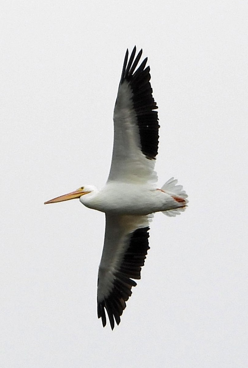 American White Pelican - Mark Penkower