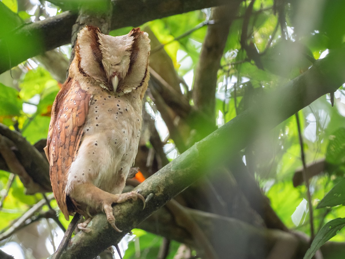 Sri Lanka Bay-Owl - ML529191661