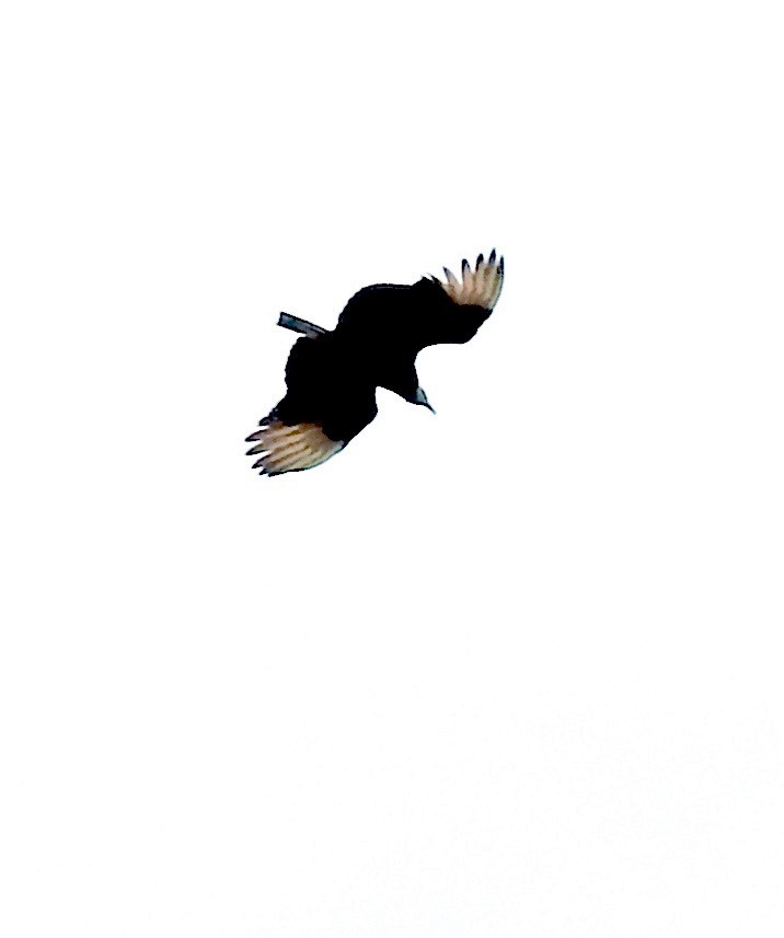 Black Vulture - ML529196811