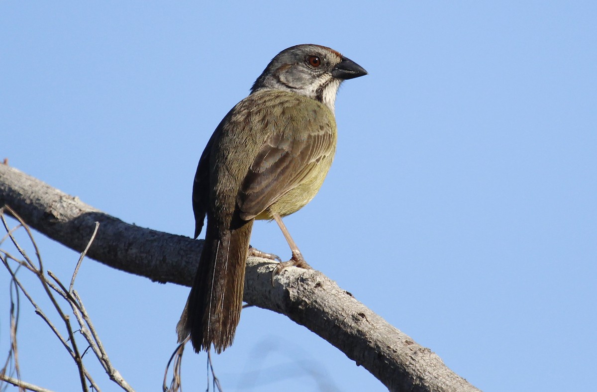 Zapata Sparrow - ML529200001