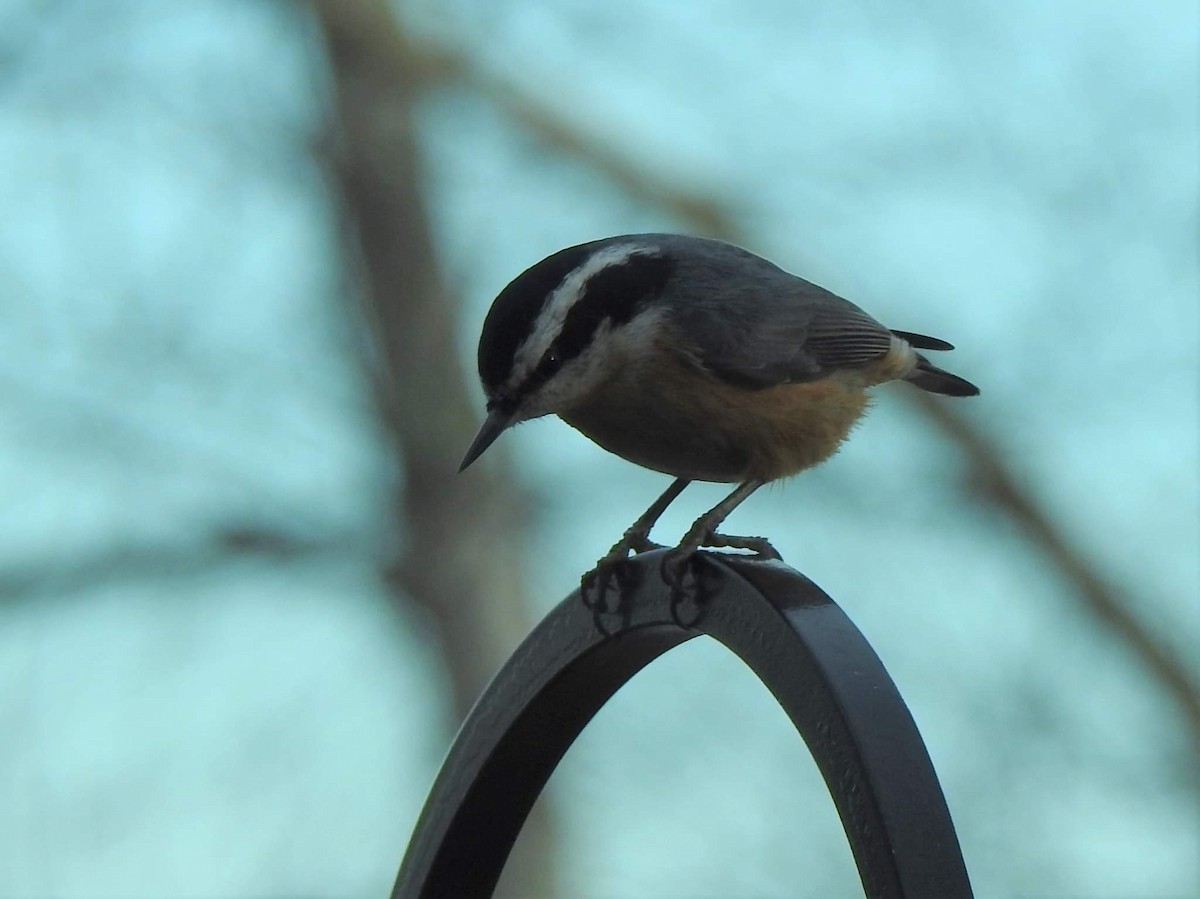 Red-breasted Nuthatch - ML529200081