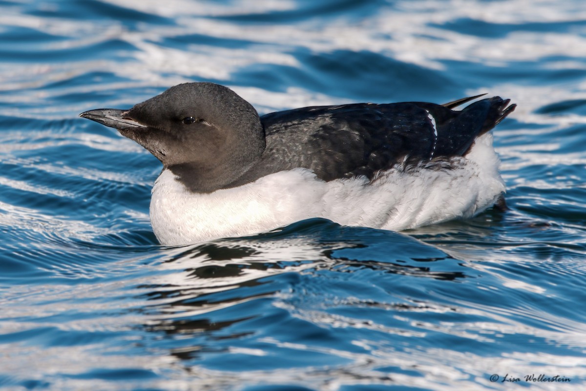 Thick-billed Murre - ML529201011