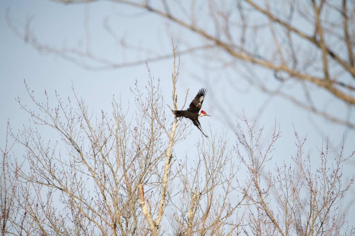 Pileated Woodpecker - Matt Mason
