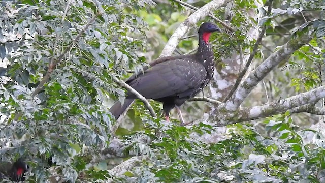 Crested Guan - ML529202451