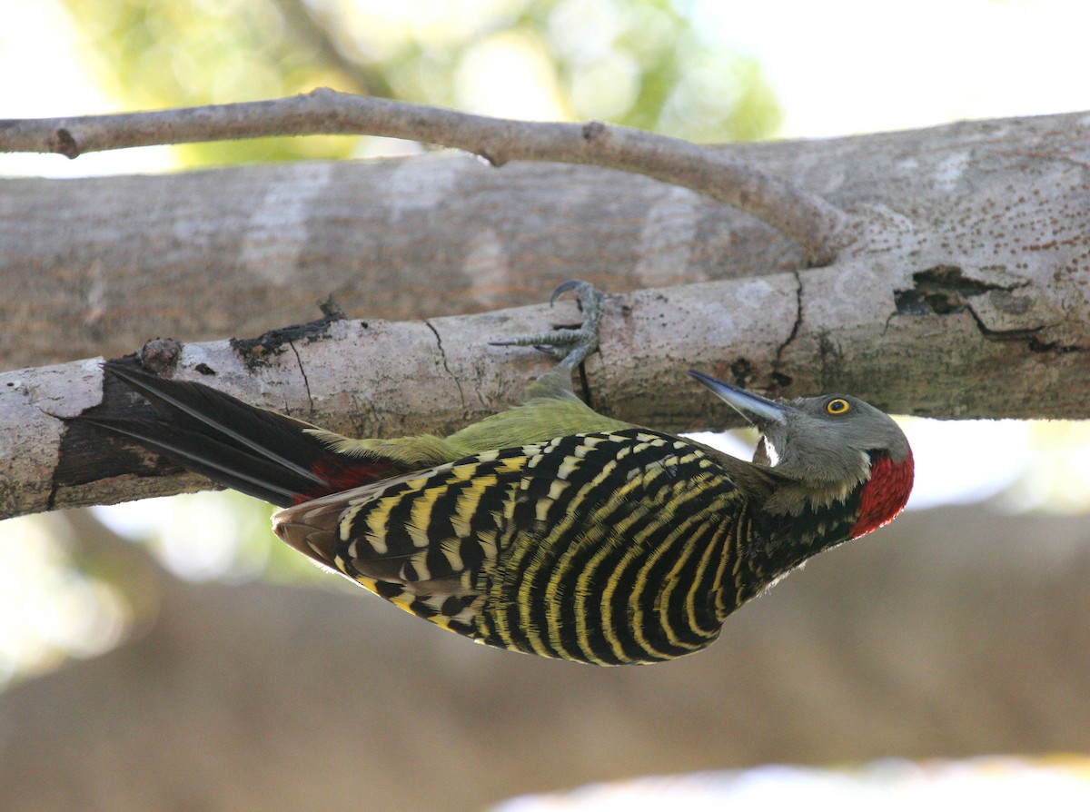 Hispaniolan Woodpecker - ML52920401