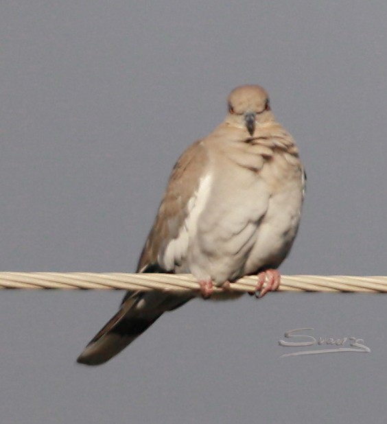 White-winged Dove - ML529207821