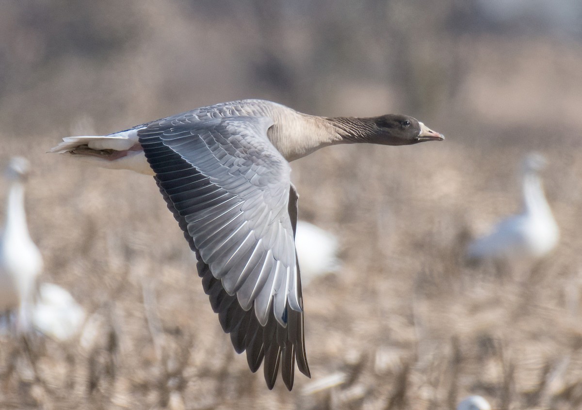 Pink-footed Goose - ML529214621