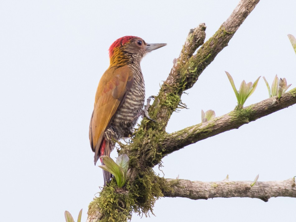Red-rumped Woodpecker - Tom Johnson