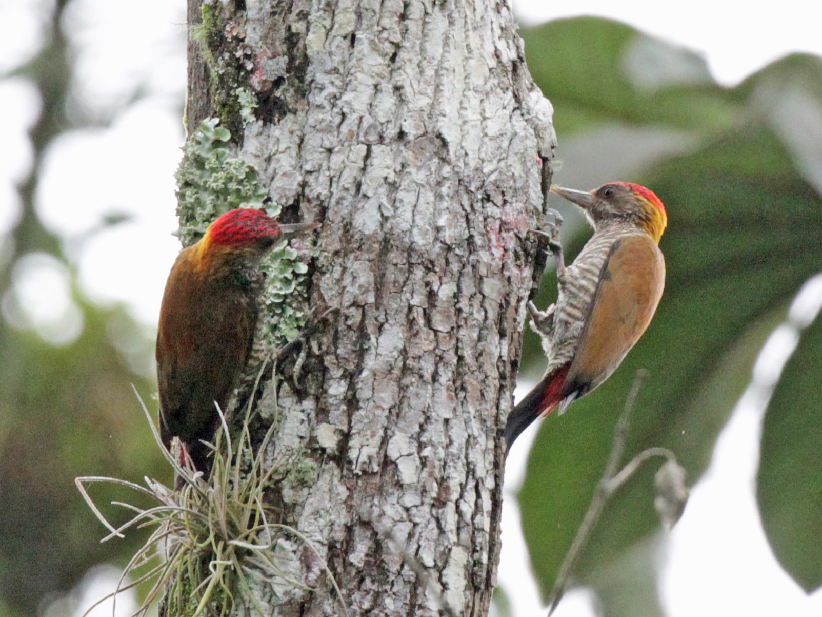 Red-rumped Woodpecker - Doug Korver