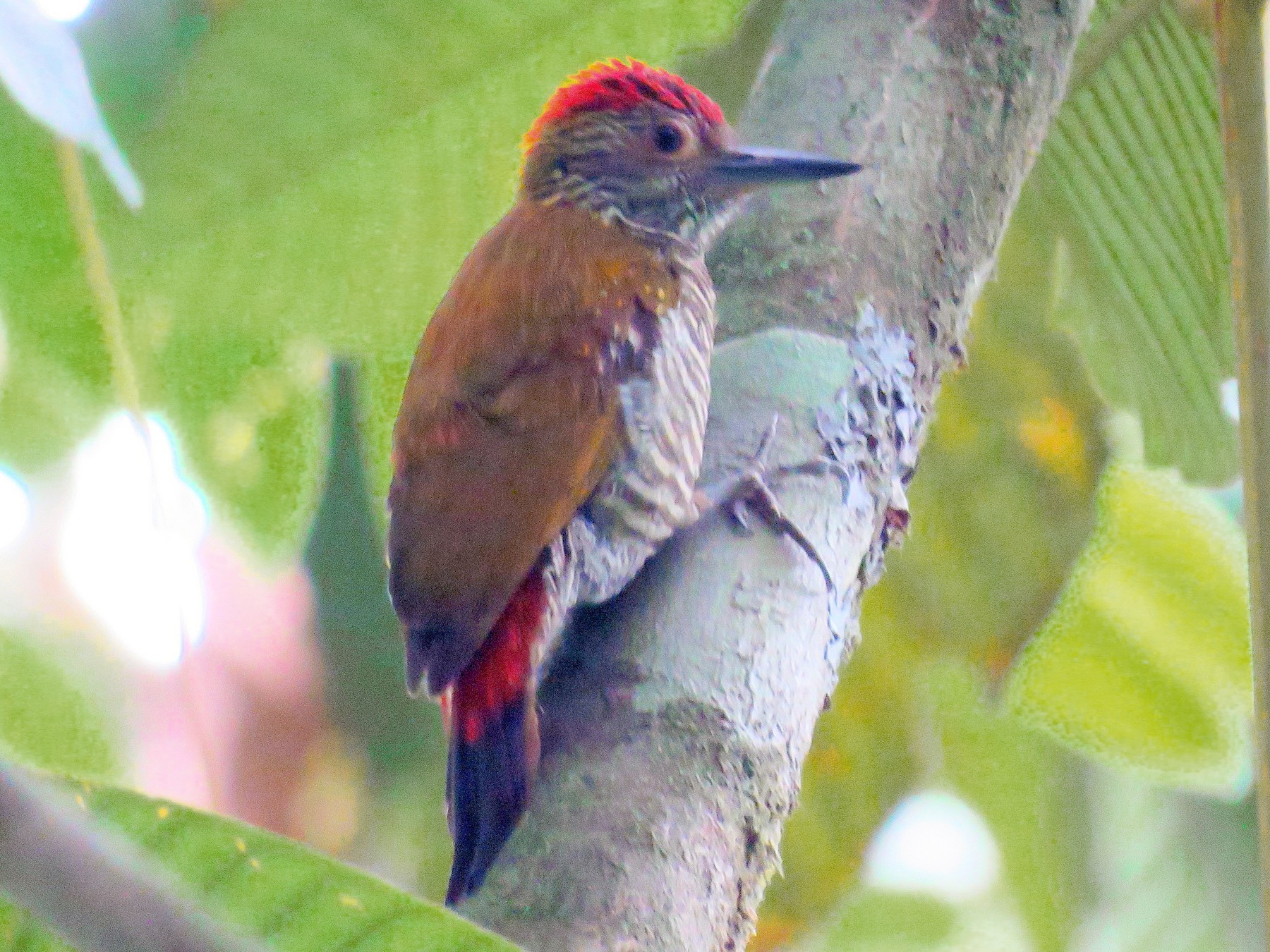 Red-rumped Woodpecker - Matt Kelly