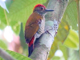  - Red-rumped Woodpecker