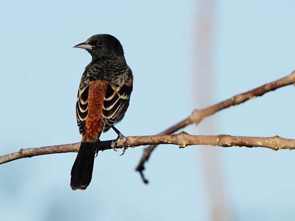 Orchard Oriole - ML529221441