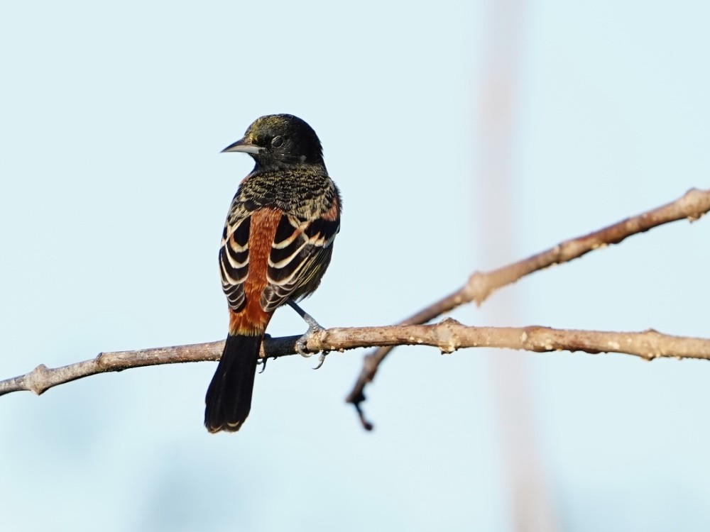 Orchard Oriole - ML529221451