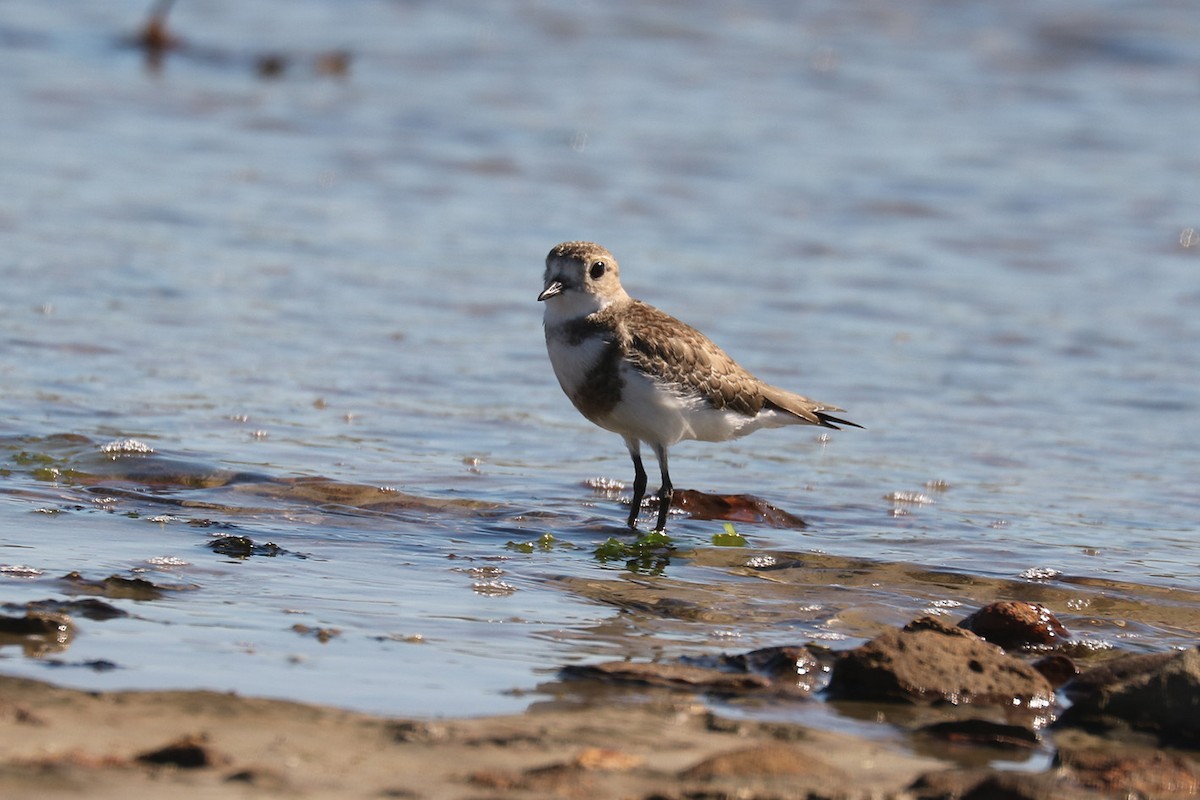 Two-banded Plover - ML529222301