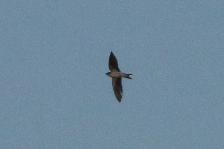 Bahama Swallow - ML52922641