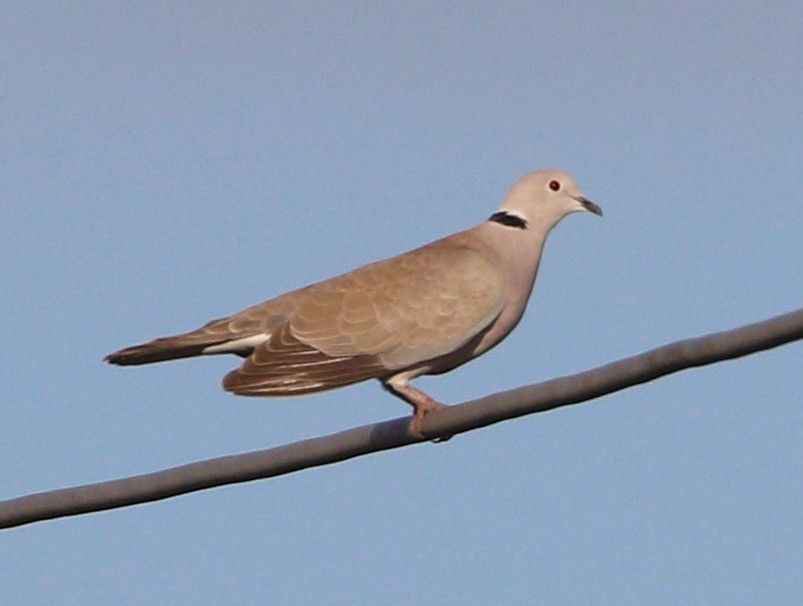 Eurasian Collared-Dove - ML529230221