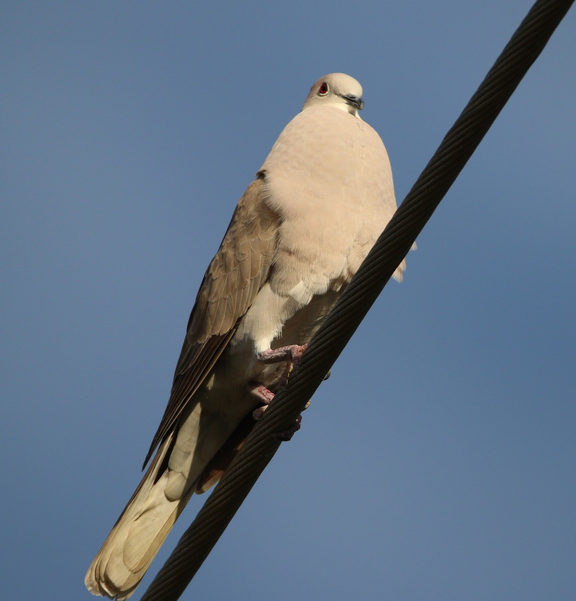 Eurasian Collared-Dove - ML529230231