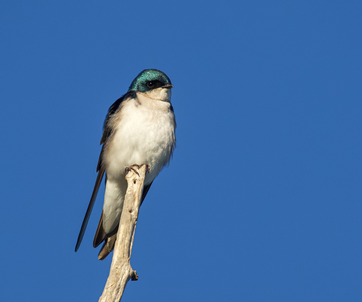 Tree Swallow - Braxton Landsman