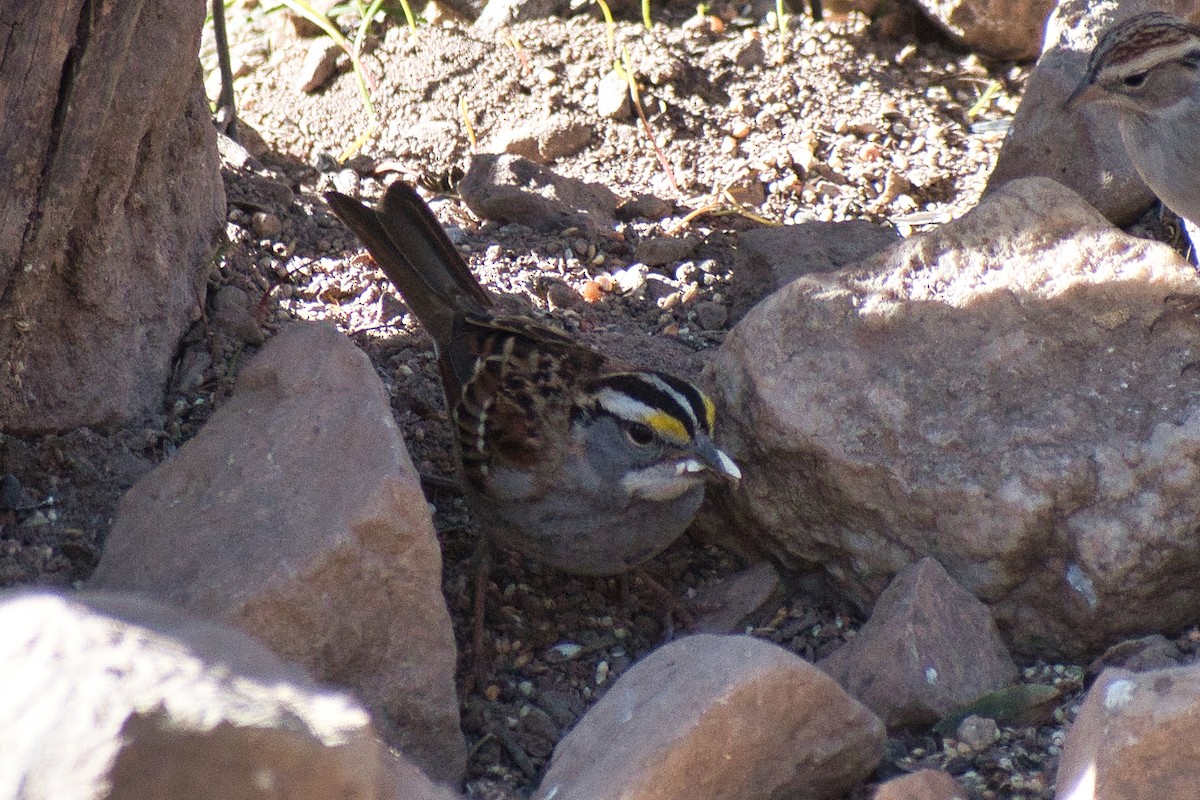 White-throated Sparrow - ML529242231