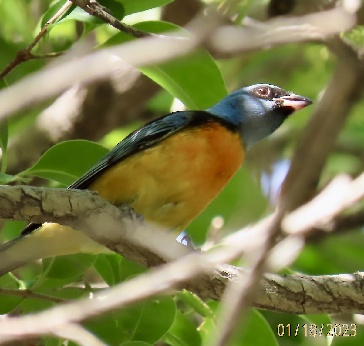 Blue-and-yellow Tanager - ML529242631