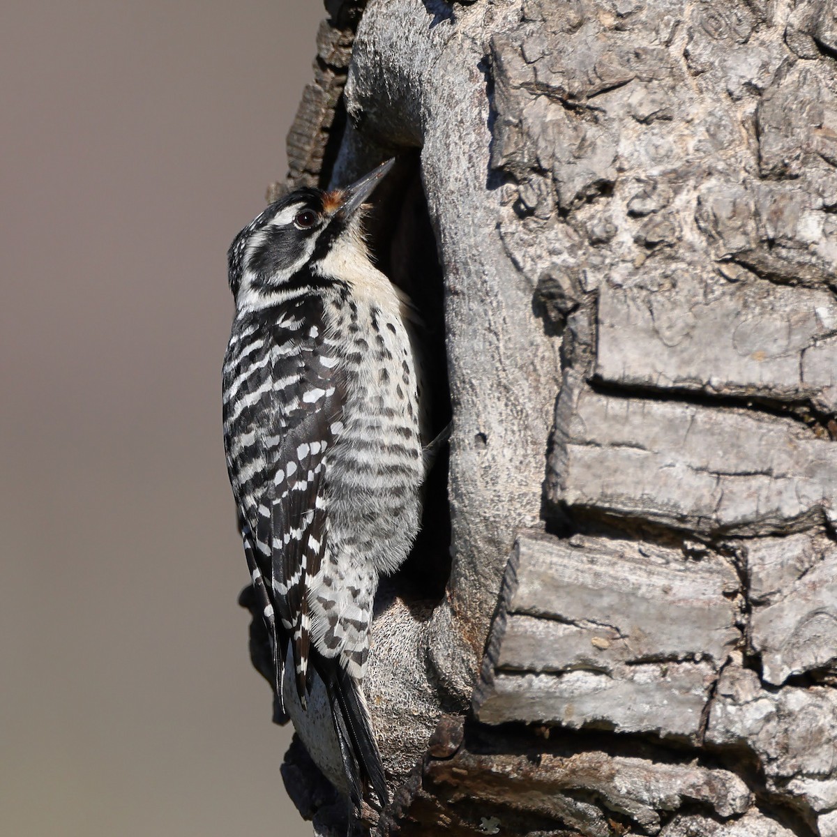 Nuttall's Woodpecker - ML529243611