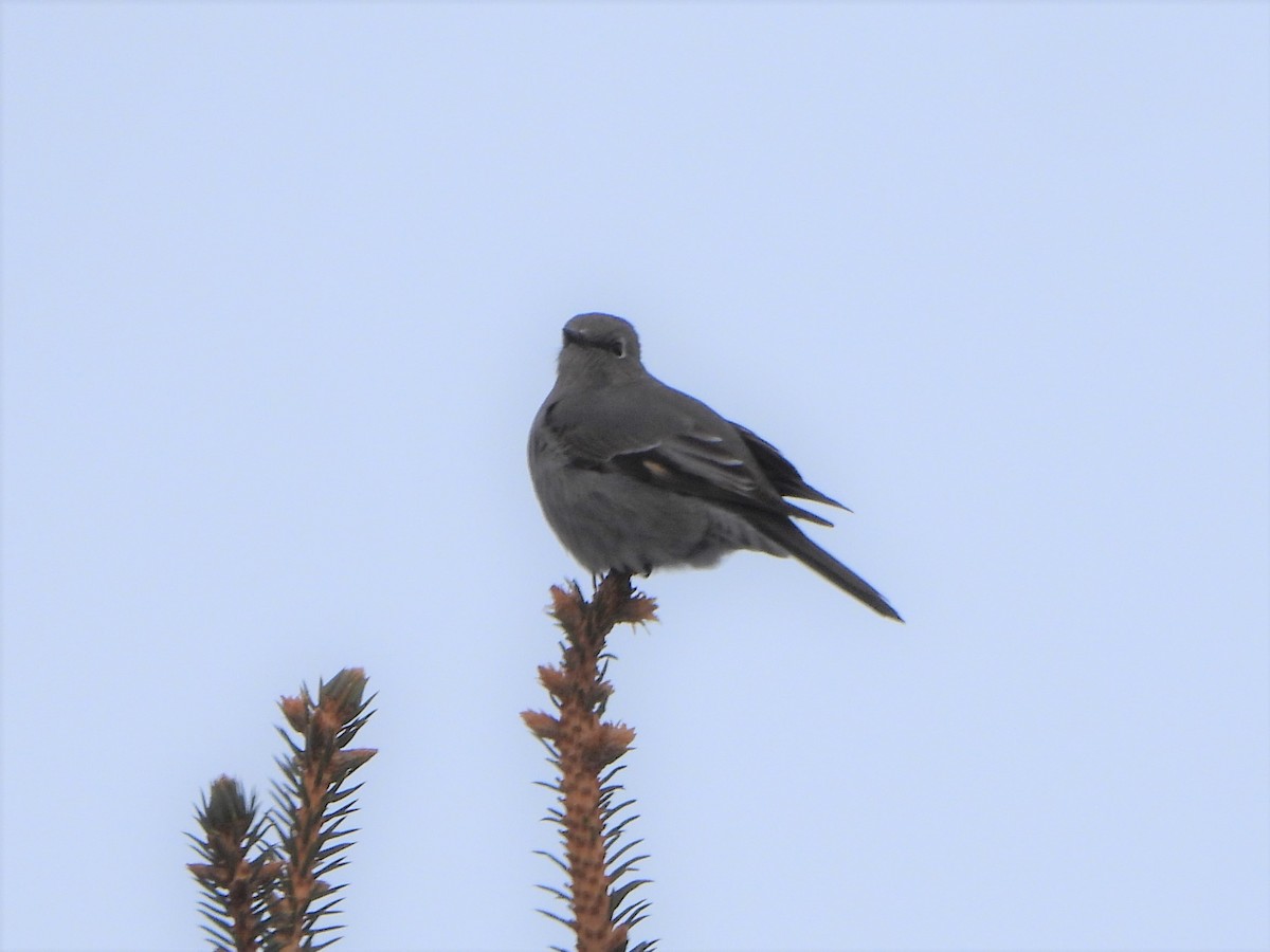 Townsend's Solitaire - ML529245031