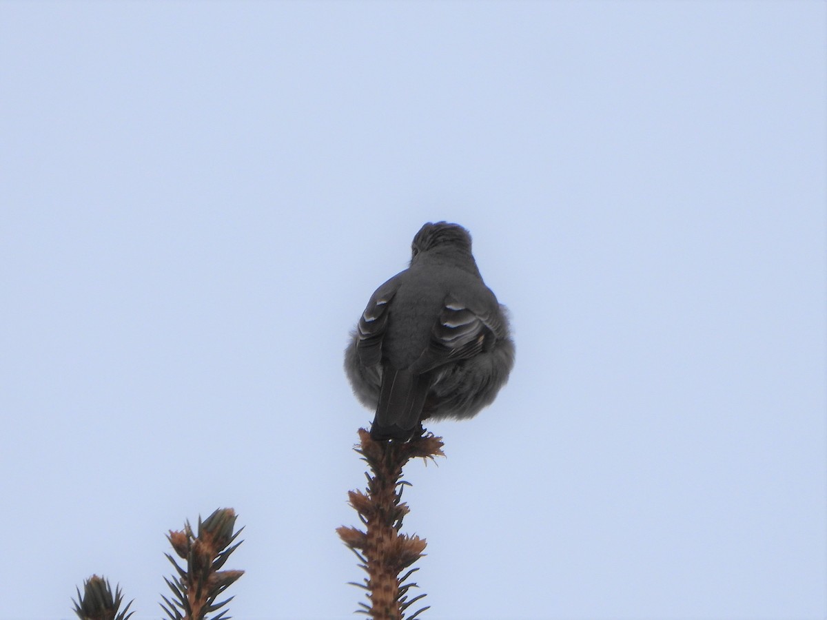 Townsend's Solitaire - ML529245041