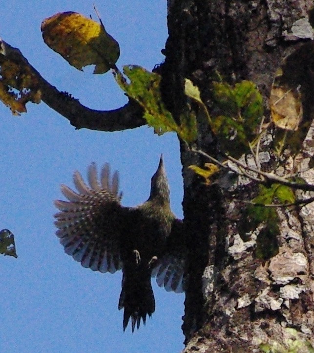 Streak-throated Woodpecker - ML52924981