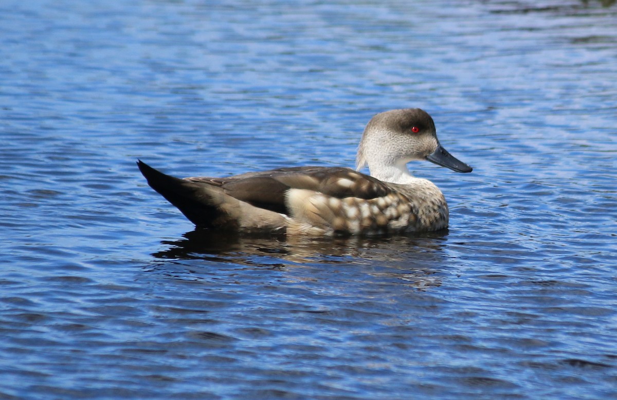 Crested Duck - ML529255431