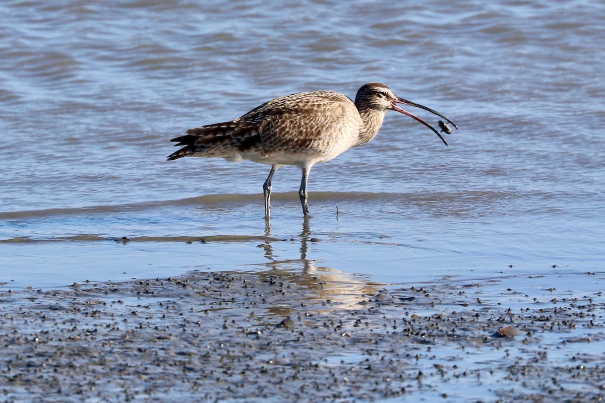 Long-billed Curlew - ML529257241