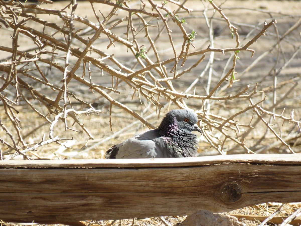 Rock Pigeon (Feral Pigeon) - Robert Theriault