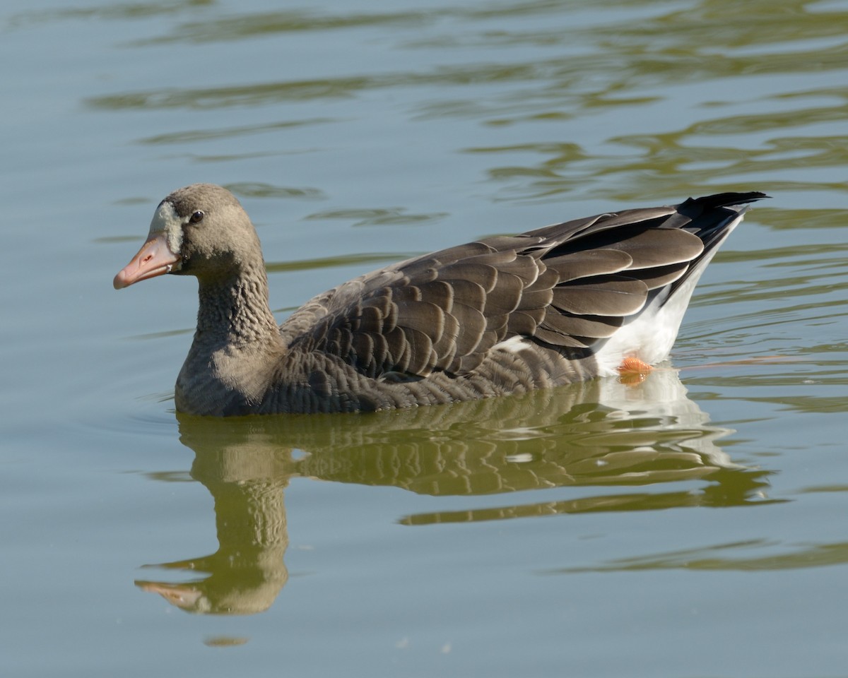 Greater White-fronted Goose - Heather Pickard
