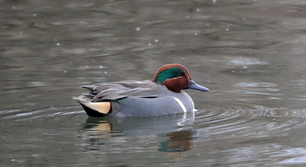 Green-winged Teal - ML529259001