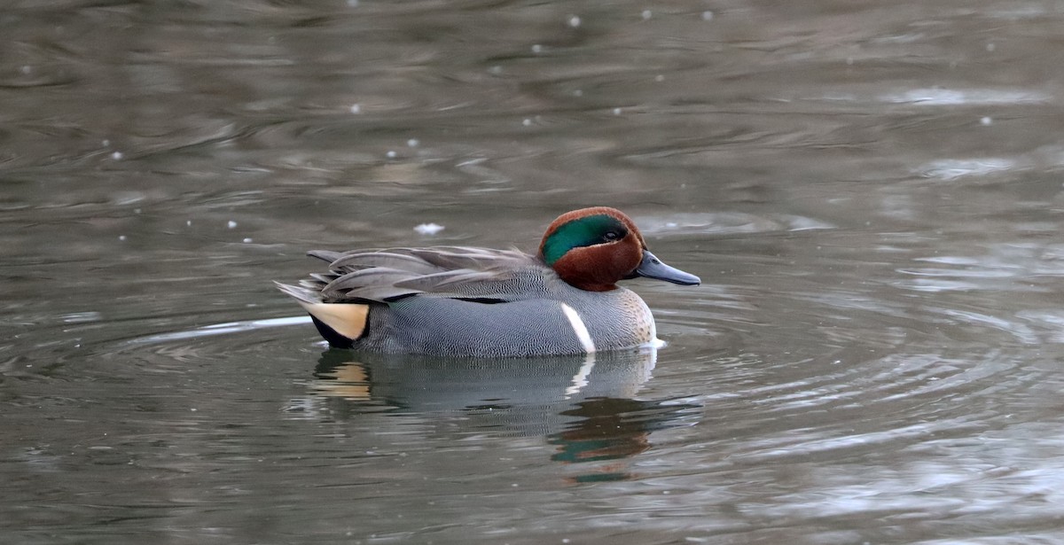 Green-winged Teal - ML529259161
