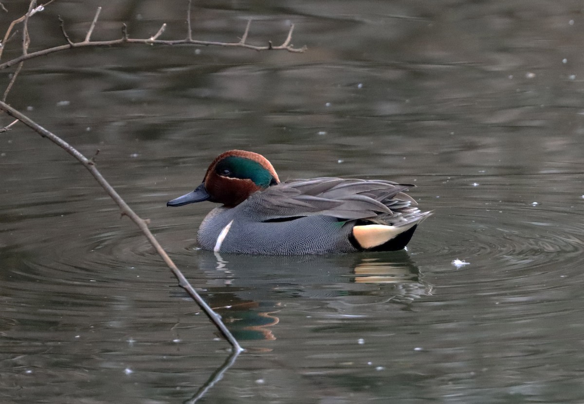 Green-winged Teal - ML529259201