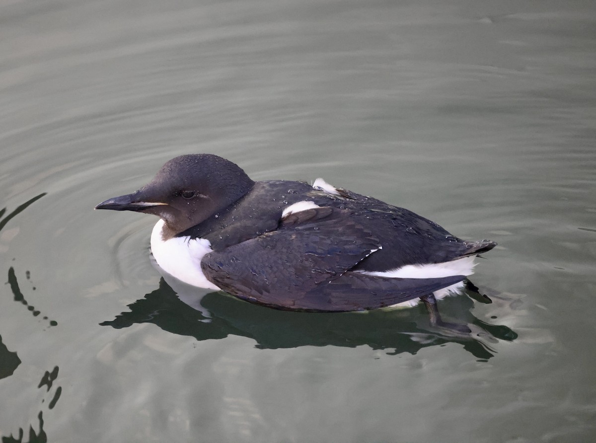 Thick-billed Murre - ML529264411