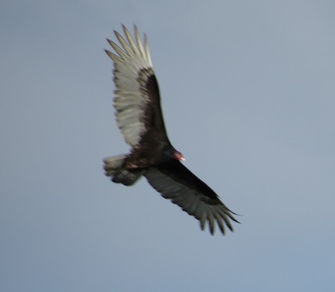 Turkey Vulture - "Chia" Cory Chiappone ⚡️
