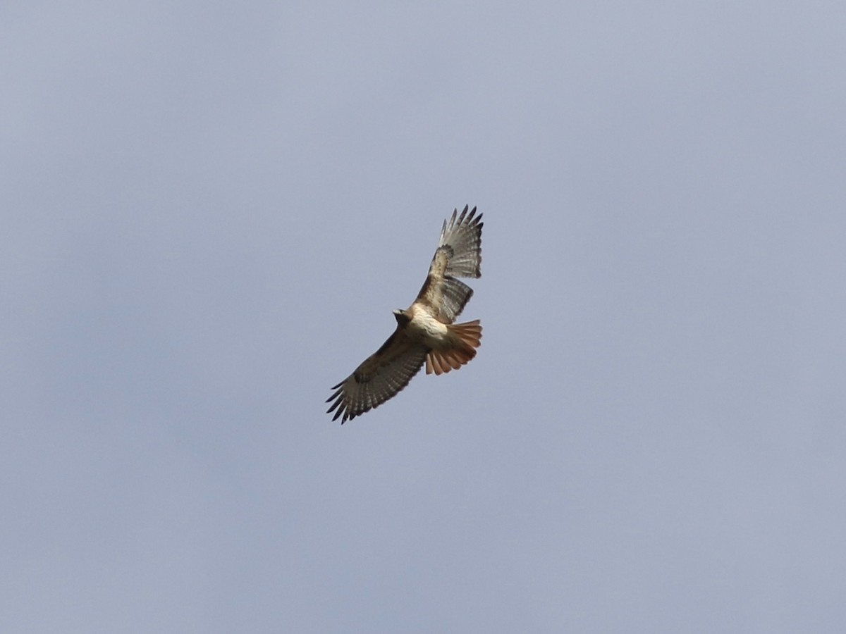 Red-tailed Hawk - ML529268651