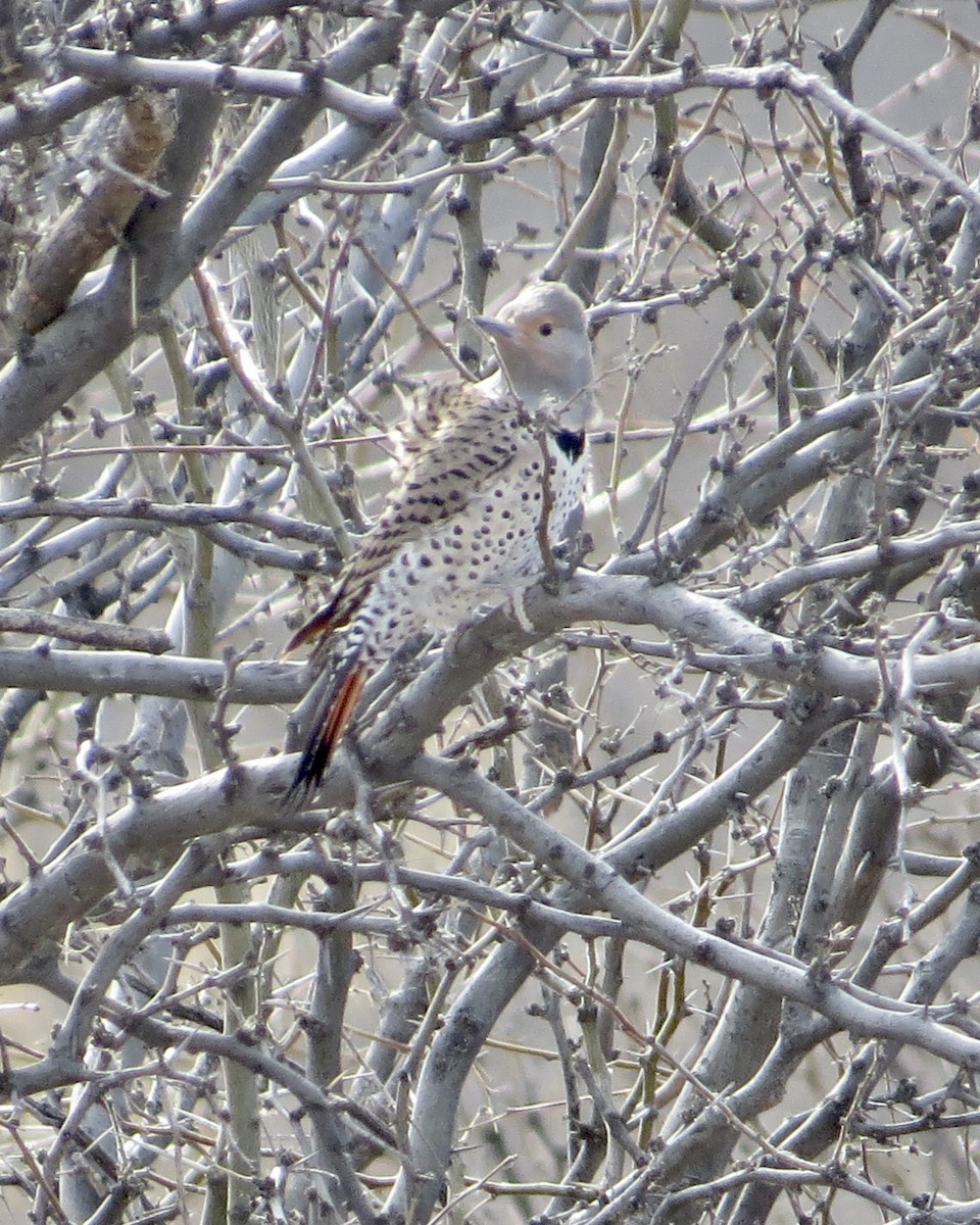 Northern Flicker (Red-shafted) - ML529269061