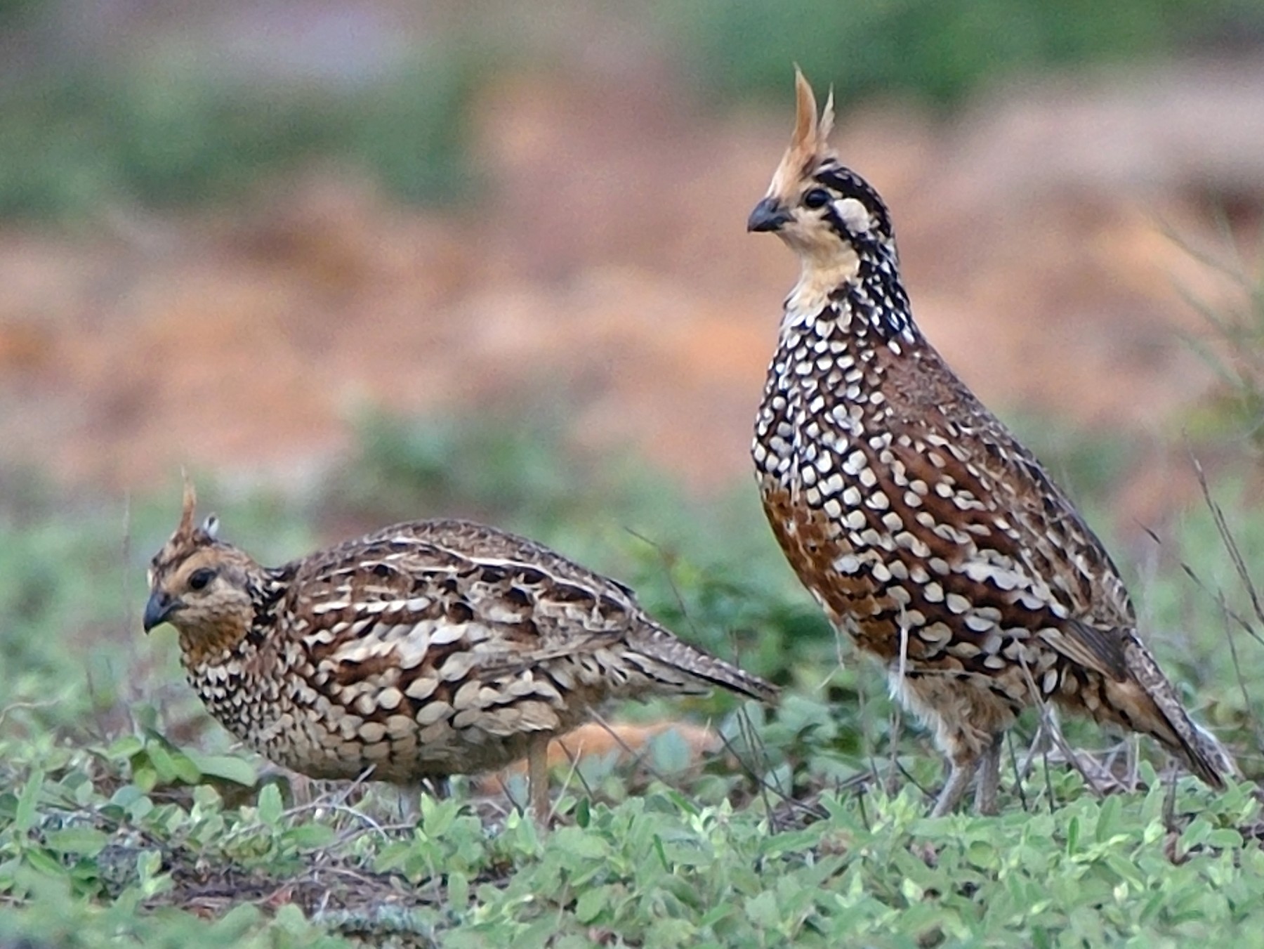 Bobwhite Quail Female