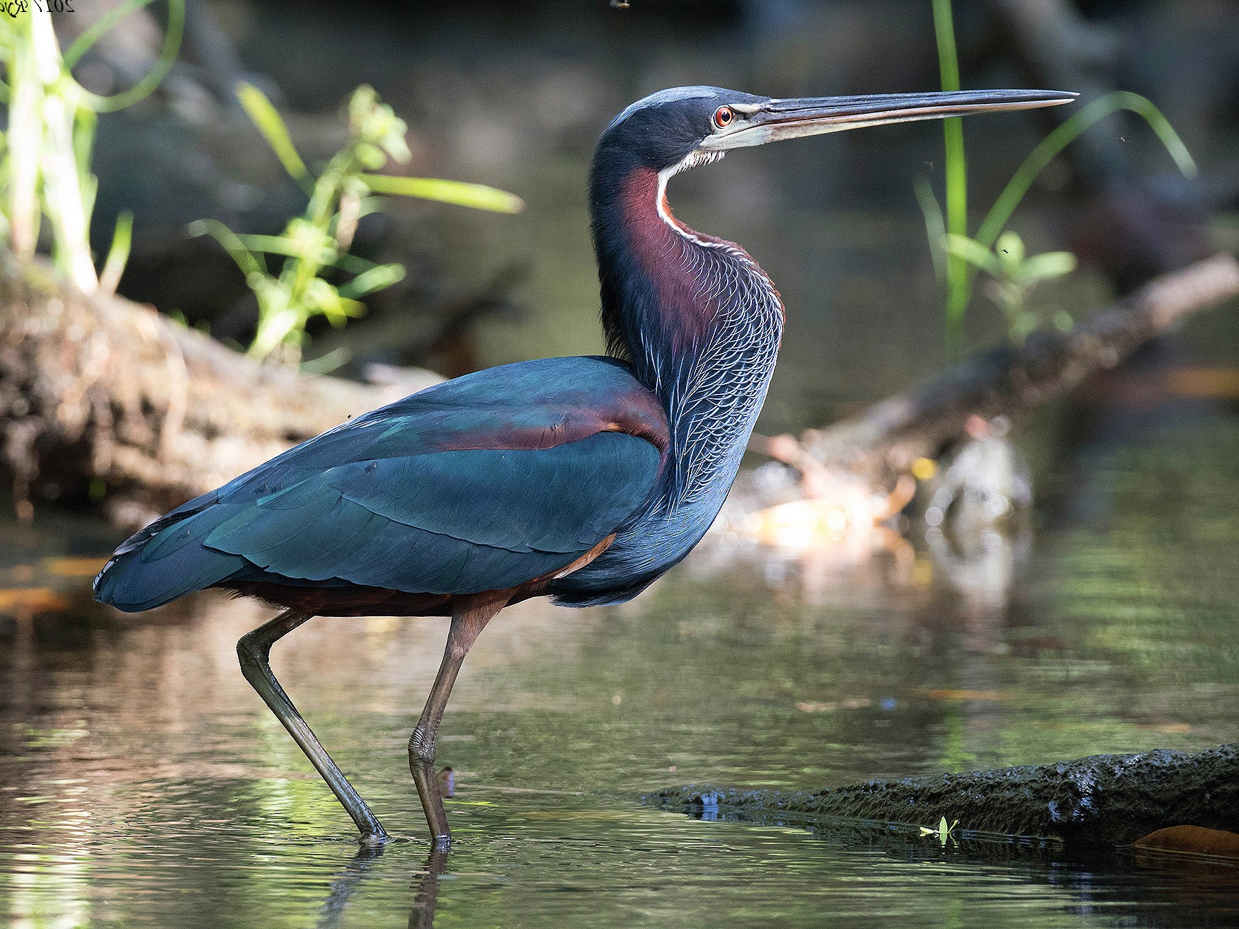 Agami Heron - Ryan Shaw