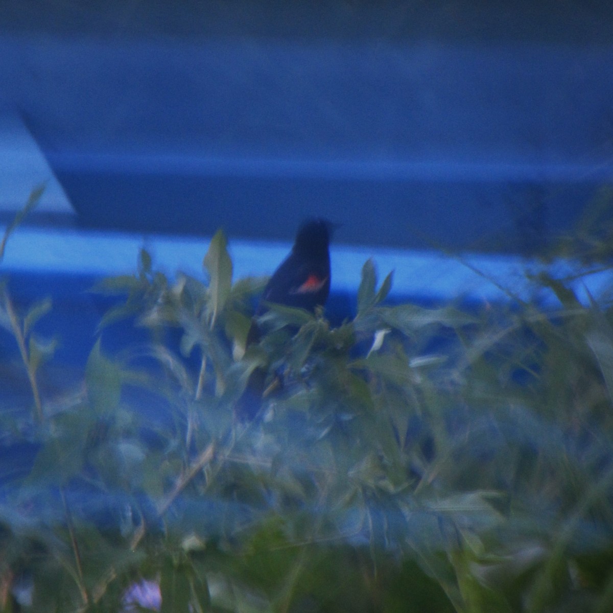 Red-winged Blackbird - ML529273971