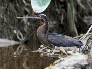 Agami Heron Agamia Agami Birds Of The World